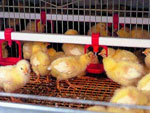 Poultry&nbsp;Watering&nbsp;System