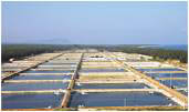 Shrimp Farming