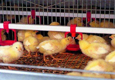 Poultry&nbsp;house