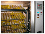 Chicken Incubator