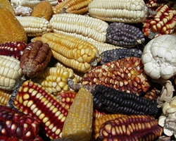Yellow&nbsp;Maize&nbsp;Supply