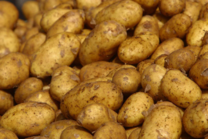 Potato Minituber Supply